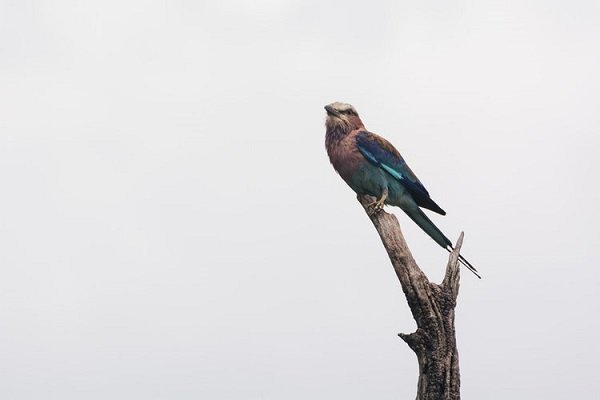 4 Ethical Wildlife Tours For Your Next Vacation!