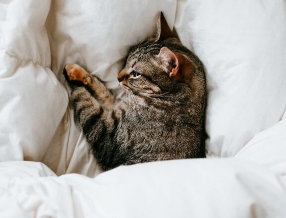 7 All-Natural Latex Mattresses That Are Better Than A Casper