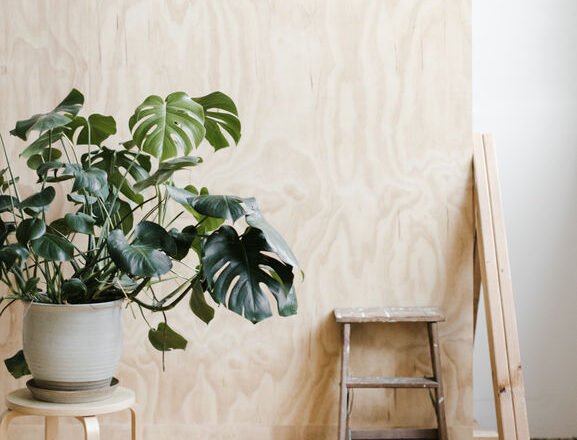 A Survival Guide For Your Favorite Houseplants!