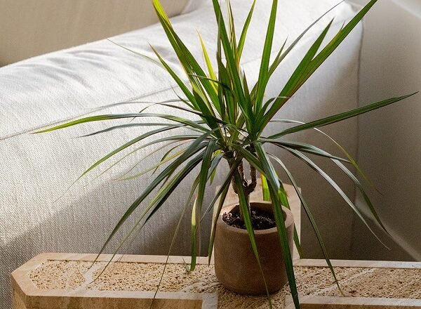 Here’s How To Make Your Houseplant Habit Even “Greener”!