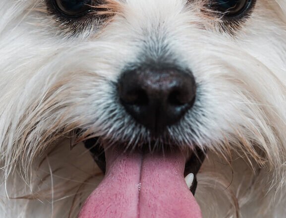11 Natural Pet Shampoo Brands For Dogs And Cats