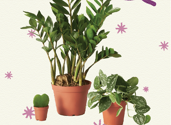 7 Gifts For New & Seasoned Plant Parents!