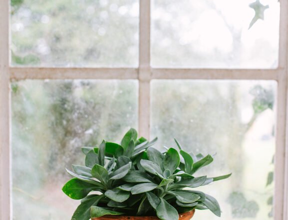 How To Grow A Window Garden & Green Your Apartment This Spring!