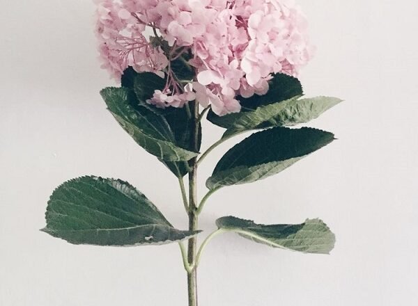 8 Sustainable Fashion Staples Embracing Millennial Pink!