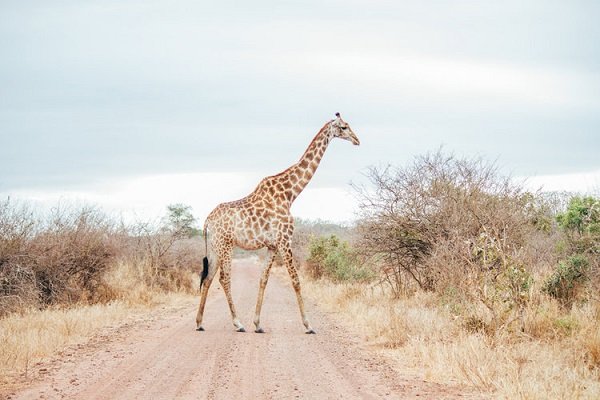 Considering a Gap Year? These 8 Long-Term Internships and Volunteer Opportunities Help You Give Back at Home or Abroad!