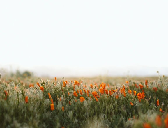 Weekend Getaways: 3 Small Towns Near San Francisco For A Quick Escape!