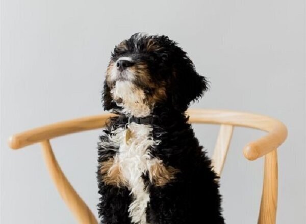 8 Sustainable Pet Supplies To Make Our Furry Friends More Eco-Friendly!