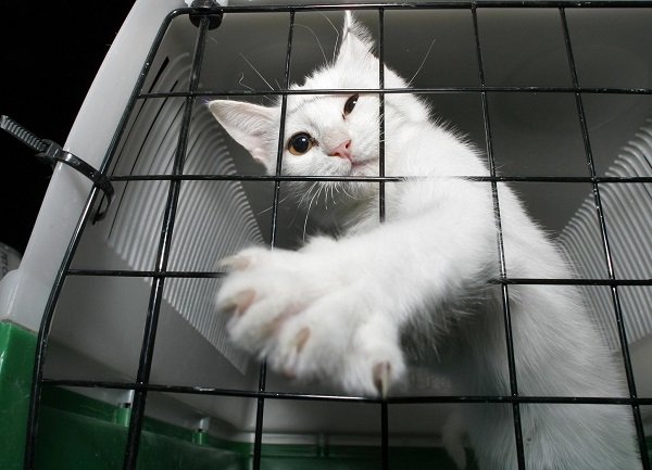Transporting Your Cat and How To Easily Do It
